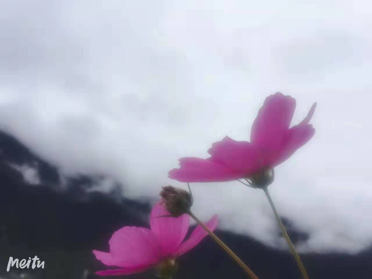 租車自駕游林芝：尋找最美格桑花